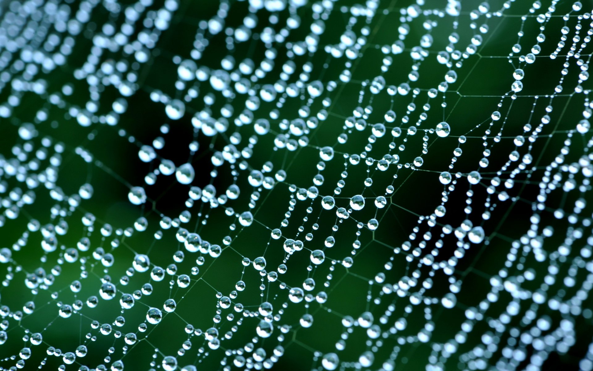 Download Photography Spider Web HD Wallpaper