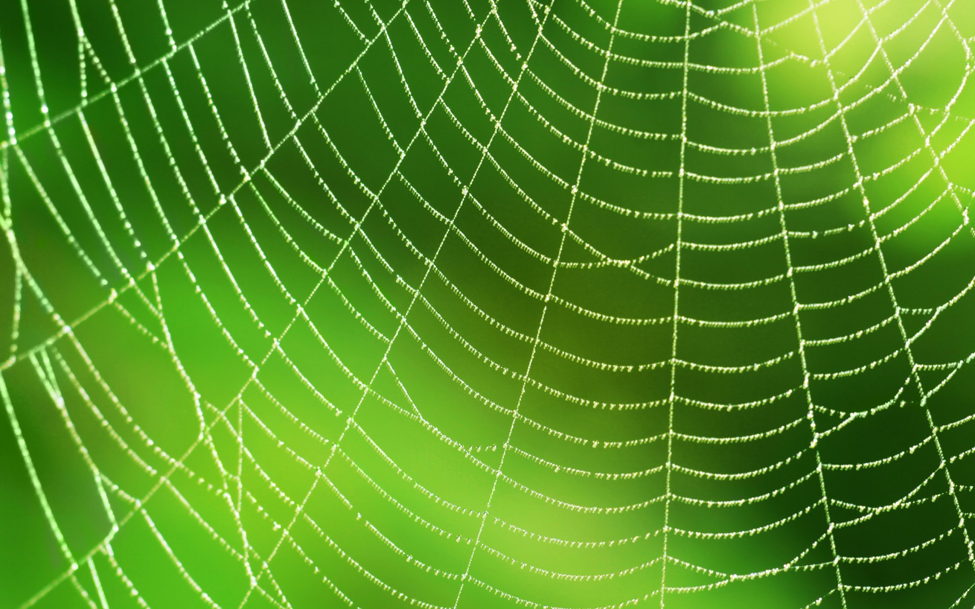 spider in a web wallpaper
