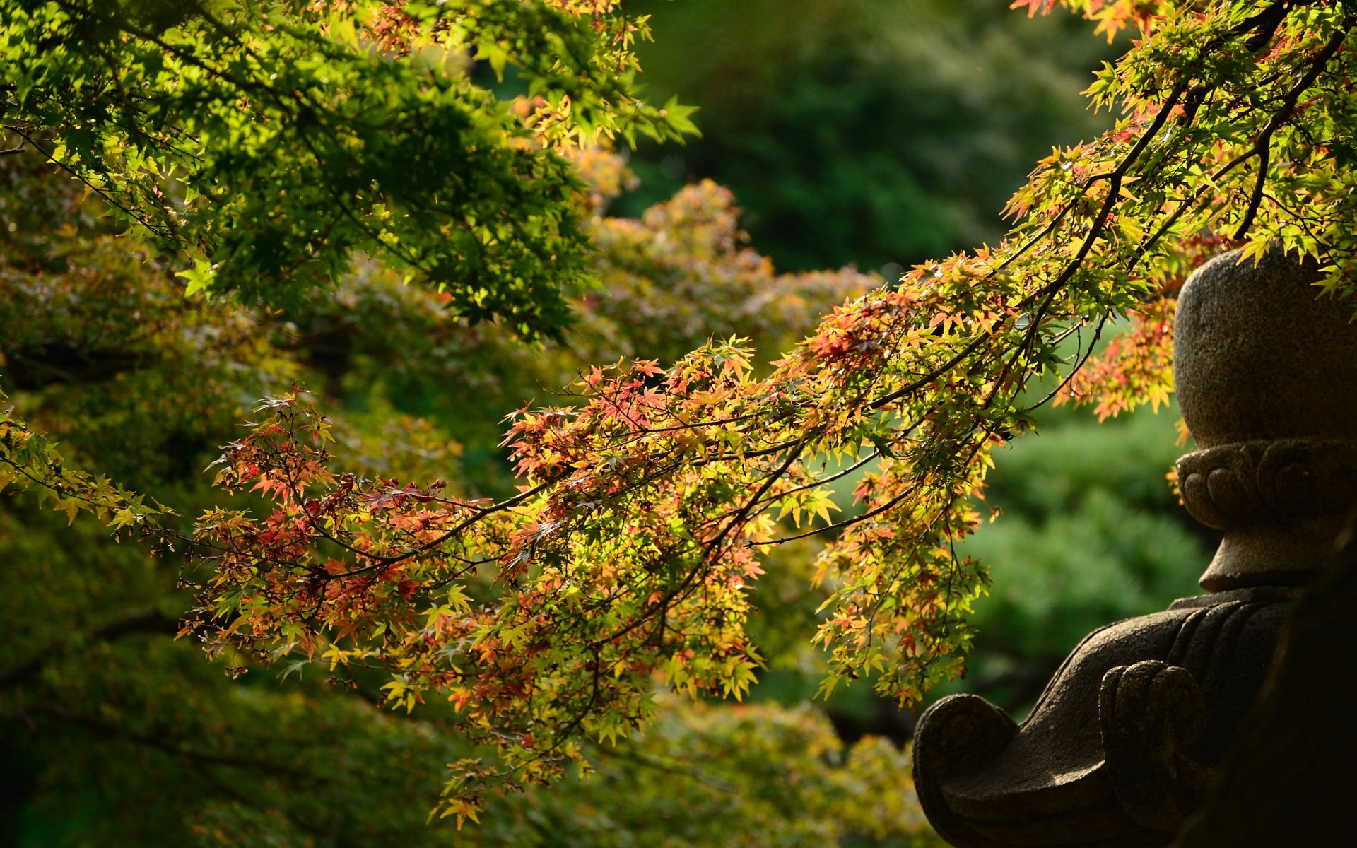 Download Nature Branch HD Wallpaper