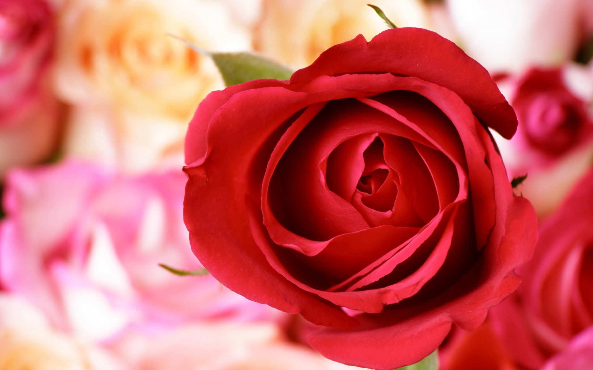 Download Nature Rose HD Wallpaper