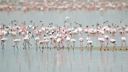 HD PC desktop wallpaper featuring a large flock of flamingos wading in shallow water, showcasing their elegant pink and white feathers.