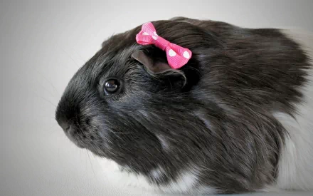 HD PC desktop wallpaper of a black guinea pig with a small pink bow on its head against a soft gray background.