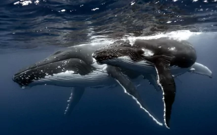 Animal whale HD Desktop Wallpaper | Background Image