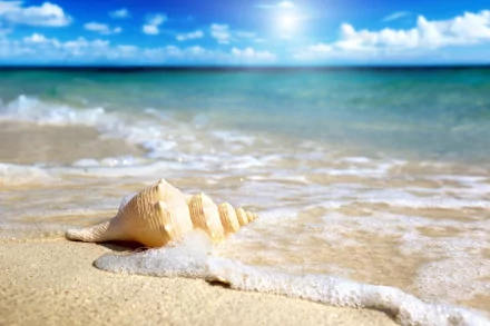 A close-up of a seashell on sandy beach, with gentle waves lapping at the shore, under a bright blue sky. This beautiful nature scene is a stunning 4K Ultra HD wallpaper.
