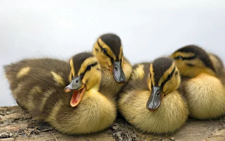 HD PC desktop wallpaper featuring a close-up of four fluffy ducklings resting together, showcasing their soft yellow and brown feathers in natural light.