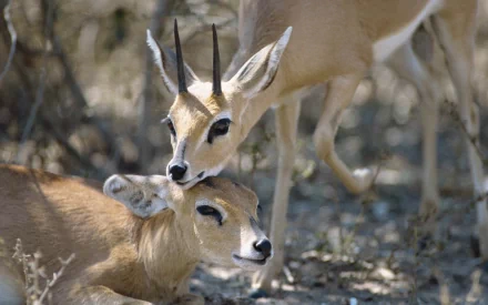 A serene scene featuring two Steenbok antelopes in their natural habitat, beautifully captured for a stunning HD desktop wallpaper and background.