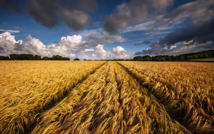 nature cornfield HD Desktop Wallpaper | Background Image