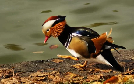 Animal mandarin duck HD Desktop Wallpaper | Background Image