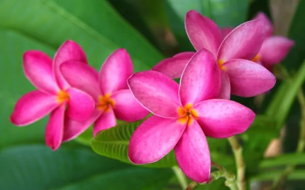 Vibrant pink frangipani flowers in full bloom set against lush green leaves, featured as an HD PC desktop wallpaper capturing the beauty of nature.