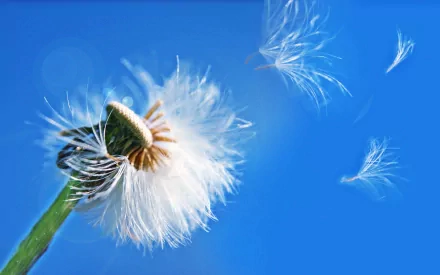 2K Quad HD PC desktop wallpaper: nature dandelion close-up with white seeds drifting from a seedhead against a vivid blue sky.