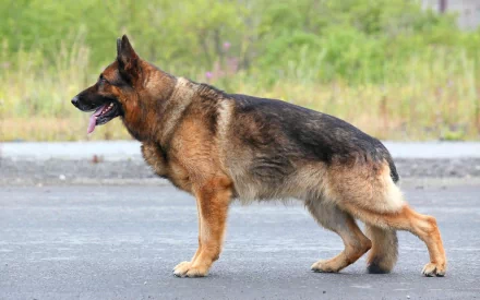 A German Shepherd standing elegantly on a road, showcasing its strong build and distinctive coat, serving as a stunning HD wallpaper for animal lovers.