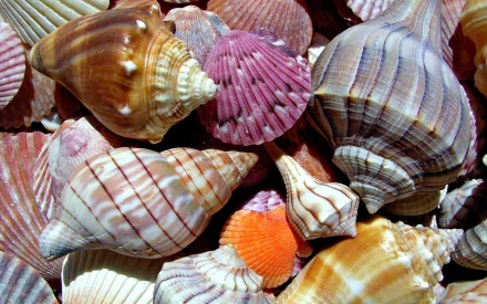 Close-up of assorted colorful seashells — nature, shell; 2K Quad HD PC desktop wallpaper and background.