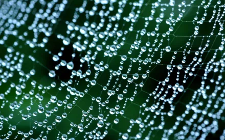 photography spider web HD Desktop Wallpaper | Background Image