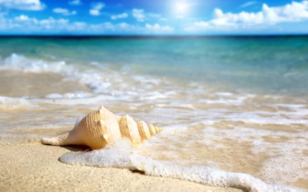 A close-up of a seashell on sandy beach, with gentle waves lapping at the shore, under a bright blue sky. This beautiful nature scene is a stunning 4K Ultra HD wallpaper.