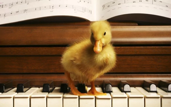 HD PC desktop wallpaper featuring a fluffy duckling standing on piano keys with sheet music in the background.