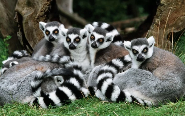 HD desktop wallpaper featuring a group of ring-tailed lemurs resting closely together on green grass near tree roots.
