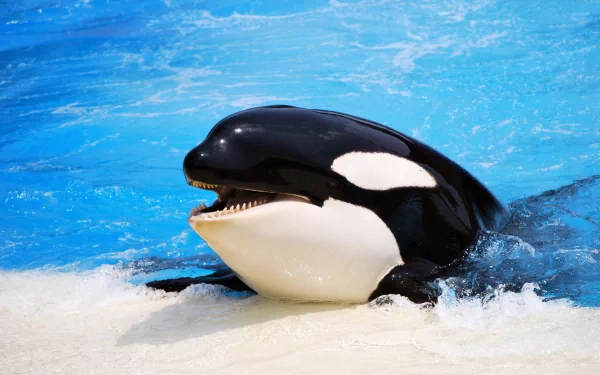A vibrant orca surfaces in clear blue water, showcasing its distinctive black and white markings. This stunning image serves as an HD desktop wallpaper and background.