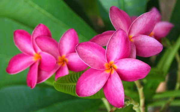 Vibrant pink frangipani flowers in full bloom set against lush green leaves, featured as an HD PC desktop wallpaper capturing the beauty of nature.