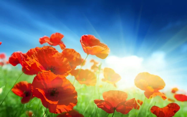 Bright red poppy flowers illuminated by sunlight against a vivid blue sky, captured in HD for a stunning PC desktop wallpaper background.