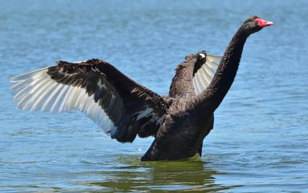 Black swan stretching its wings on calm water, captured in HD for a striking PC desktop wallpaper and background.