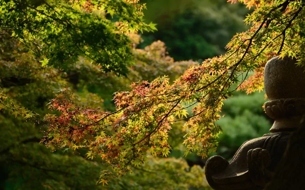 nature branch HD Desktop Wallpaper | Background Image