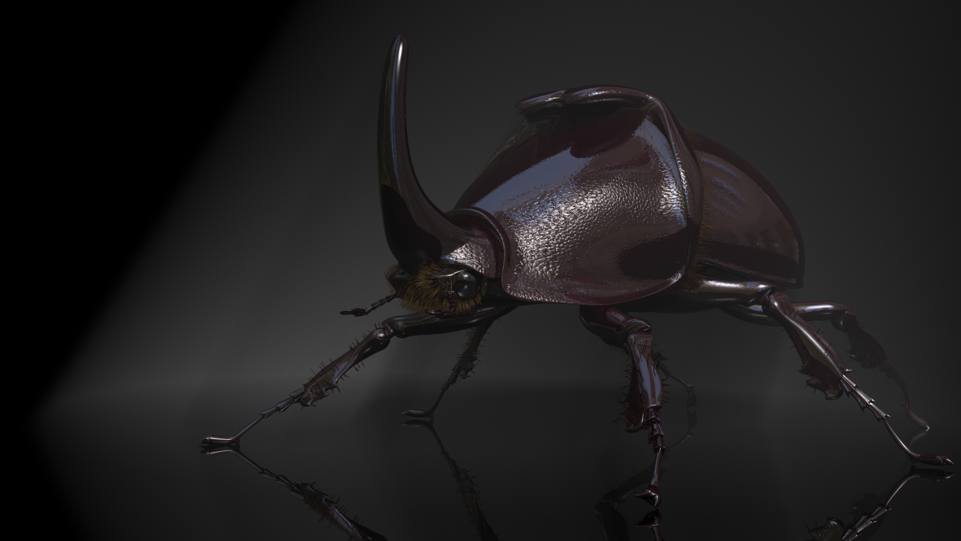 Animal Rhinoceros Beetle HD Wallpaper | Background Image