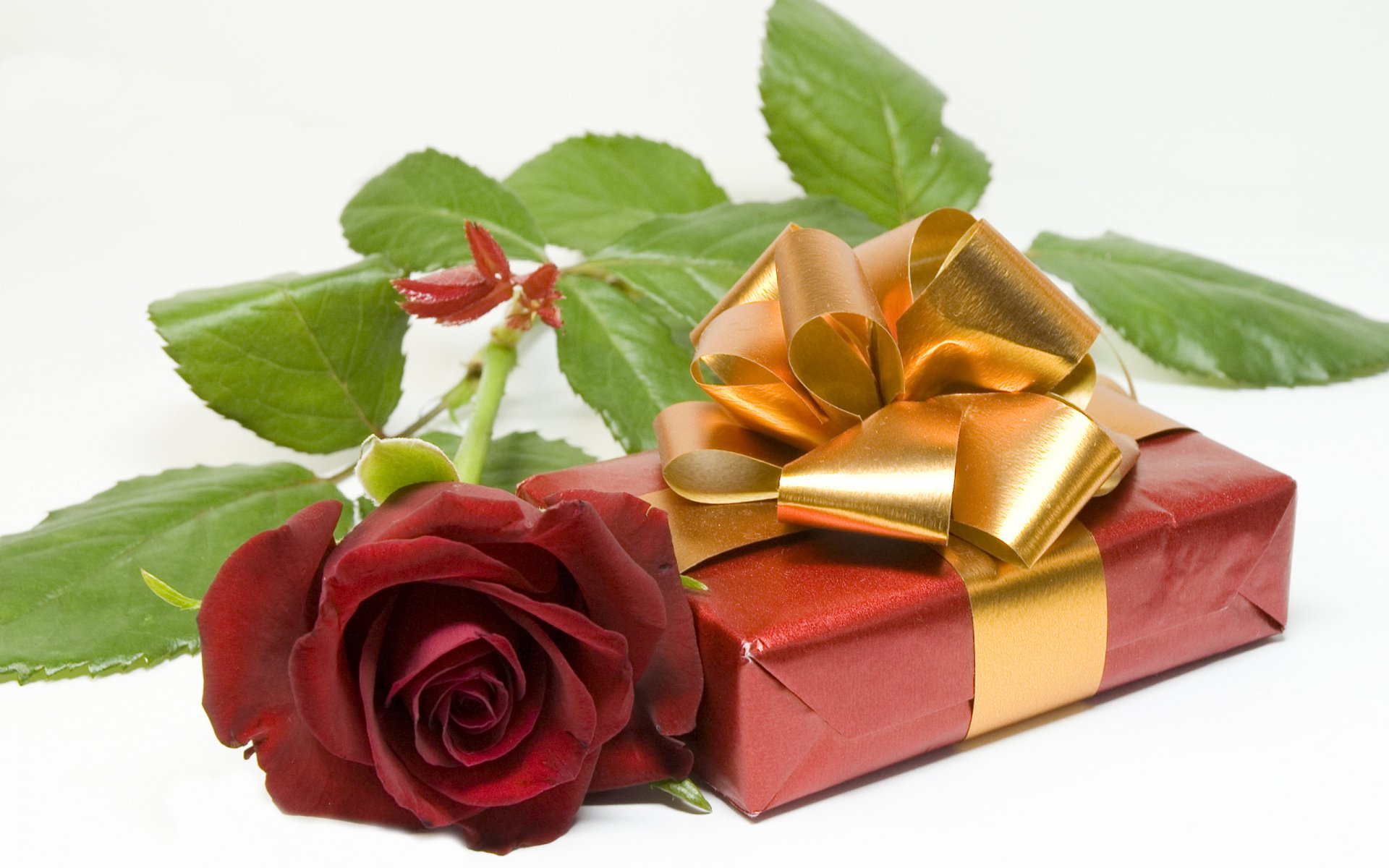 HD PC desktop wallpaper featuring a red rose and a small red gift box adorned with a shiny gold ribbon on a white background.