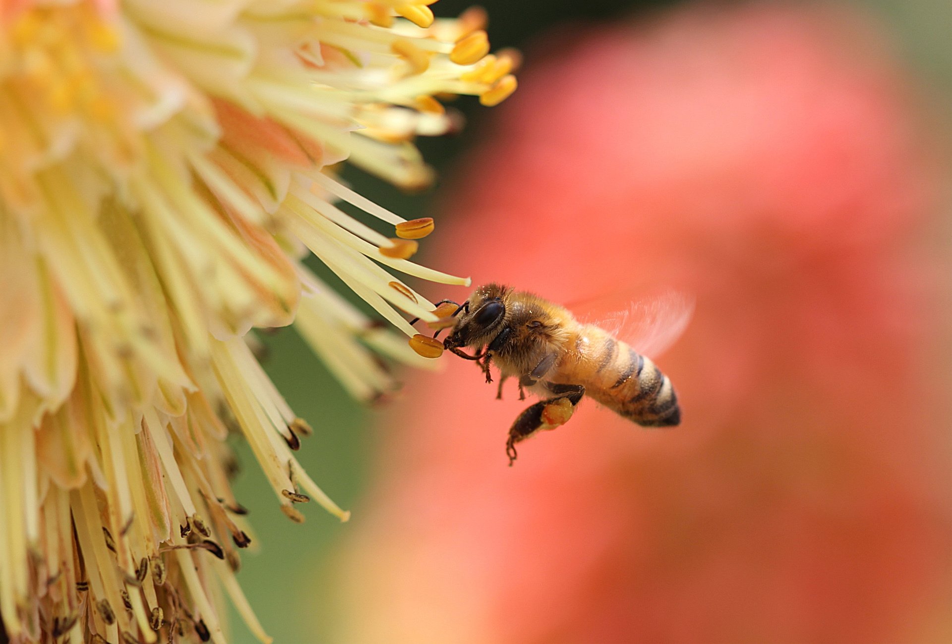 HD PC desktop wallpaper: close-up of a honeybee hovering toward a yellow flower with soft red and coral bokeh background.