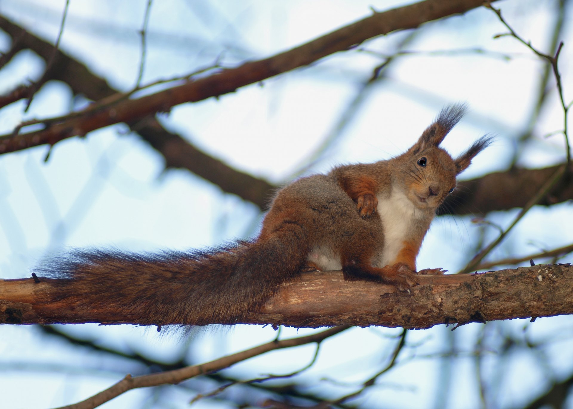 Animal (squirrel) perched on a tree branch with a bushy tail against a pale blue sky, 2K Quad HD PC desktop wallpaper and background.