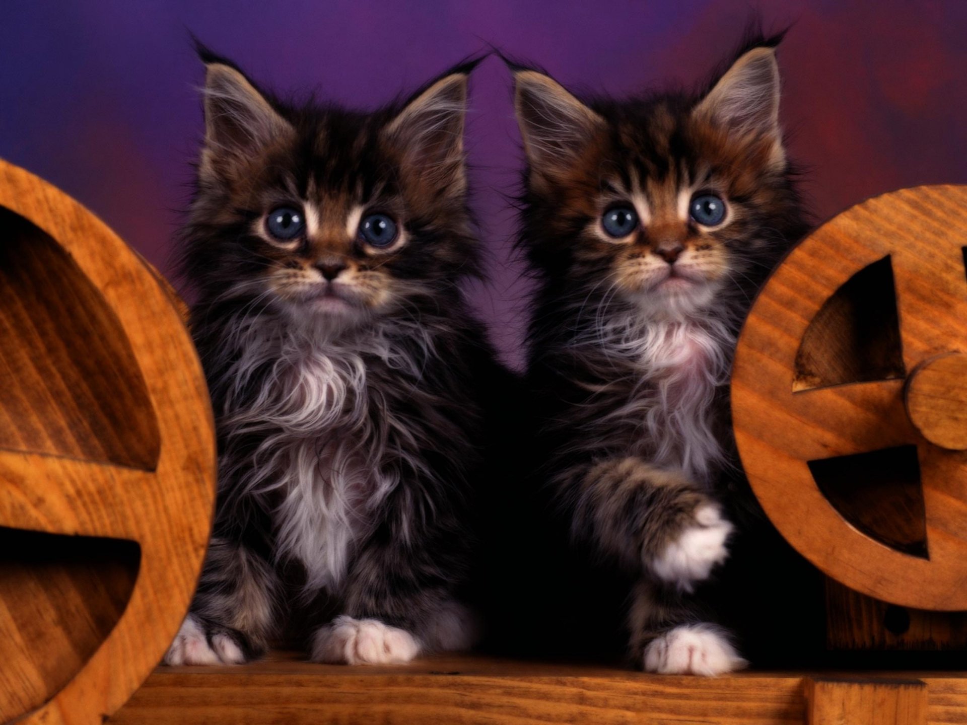 Two fluffy kittens with bright blue eyes sit between wooden wheels, creating a charming scene. This image serves as a high-definition PC desktop wallpaper and background.