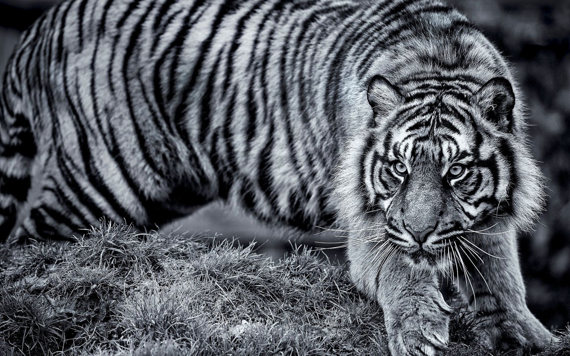 HD PC desktop wallpaper/background showing a close-up tiger stalking over mossy ground, intense eyes and bold black stripes in high-contrast monochrome.