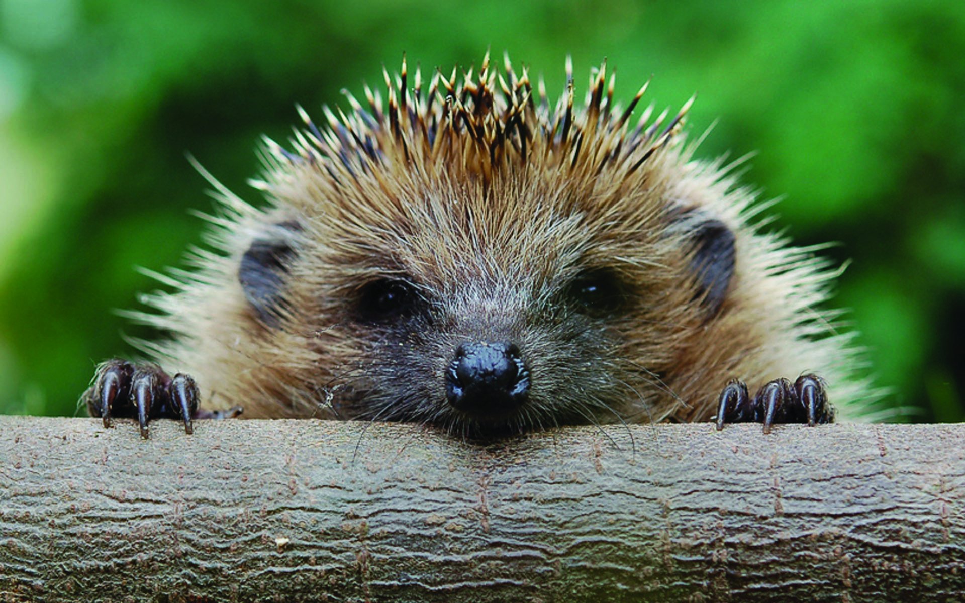 Download Animal Hedgehog  HD Wallpaper