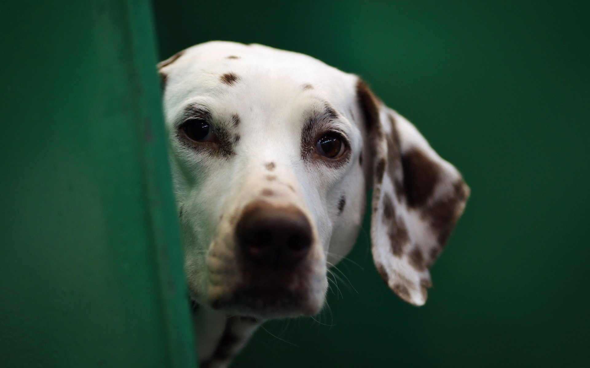 Download Animal Dalmatian HD Wallpaper