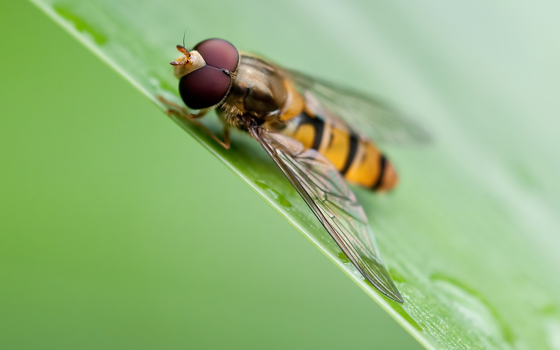 Download Animal Hoverfly HD Wallpaper