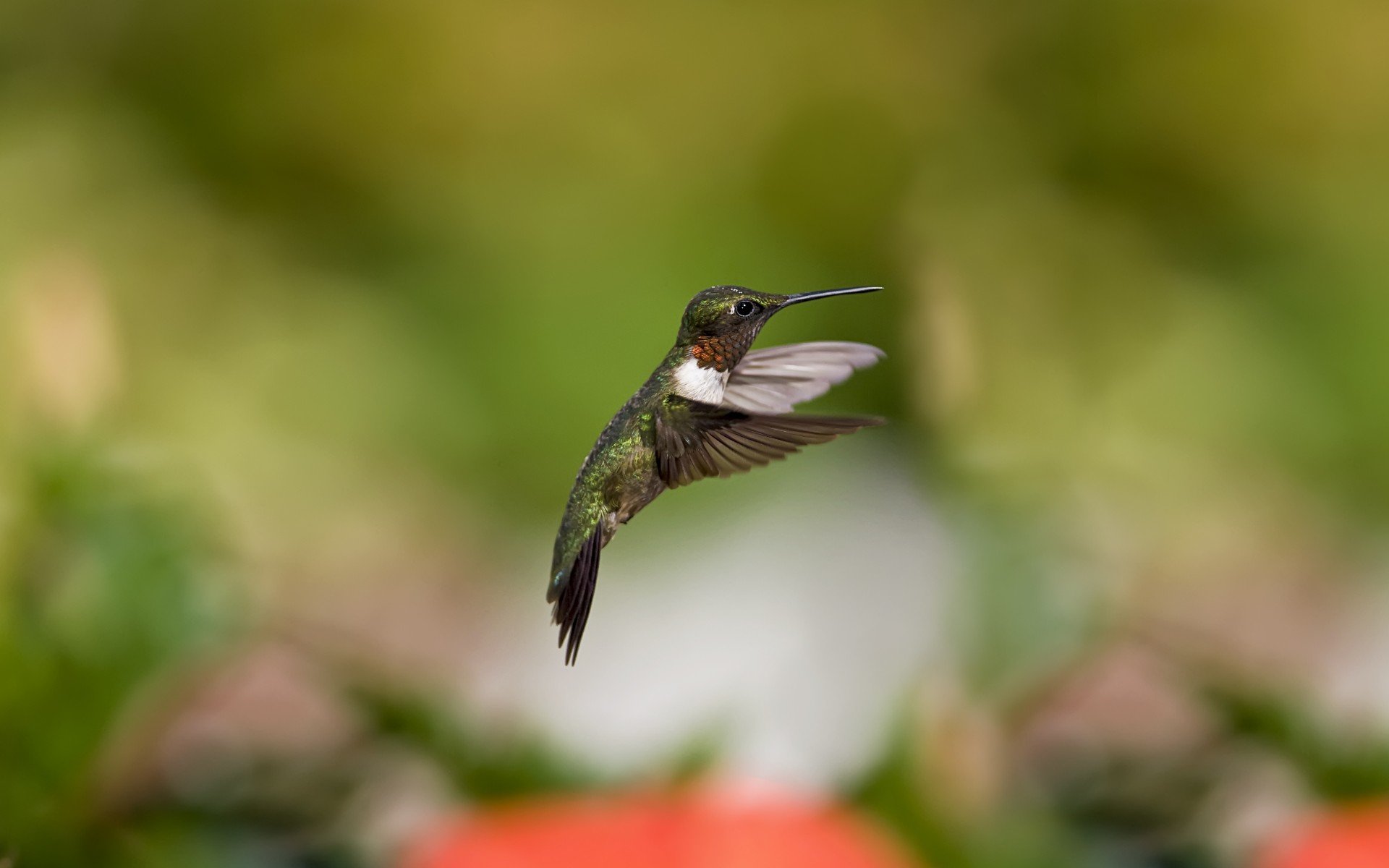 Download Animal Hummingbird HD Wallpaper