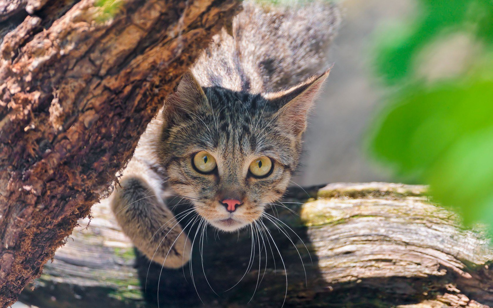 Download Wildcat Muzzle Animal Cat Wallpaper