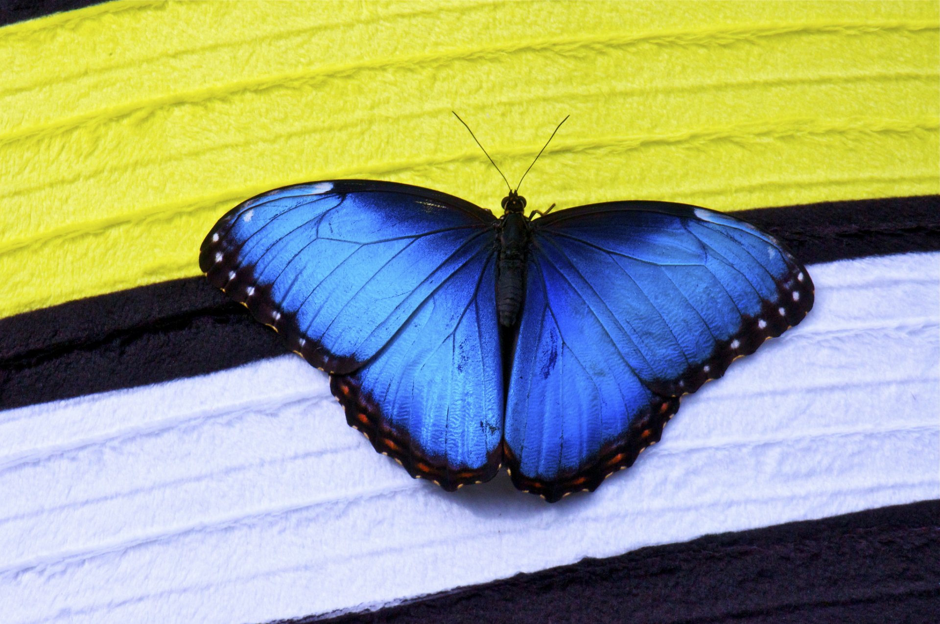 Голубой Морфо (Blue Morpho)