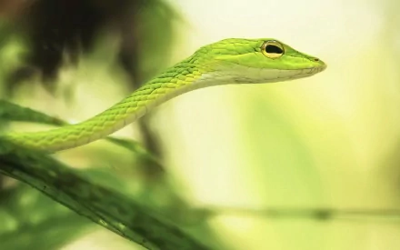 Close-up of a vivid green grass snake on a branch with blurred foliage — 2K Quad HD PC desktop wallpaper and background.