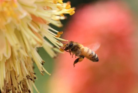 HD PC desktop wallpaper: close-up of a honeybee hovering toward a yellow flower with soft red and coral bokeh background.
