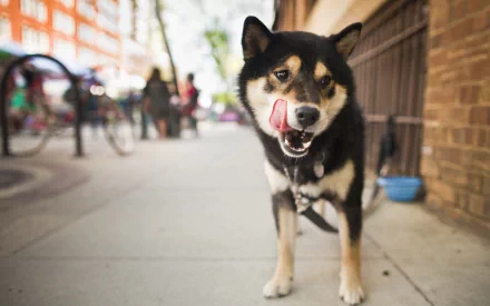 HD PC desktop wallpaper featuring a close-up of a Shiba Inu dog licking its nose on a city sidewalk.