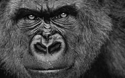 A striking black and white close-up of a gorilla's face, showcasing its expressive features. This high-definition image serves as a captivating desktop wallpaper or background.
