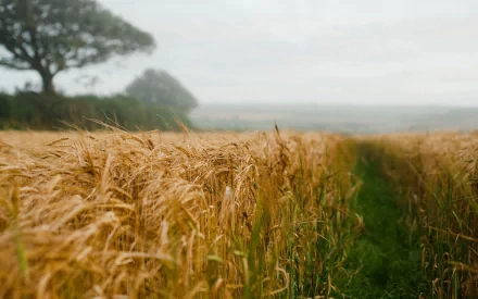A serene wheat field adorned with golden stalks stretches into the distance, framed by a misty landscape and distant trees, creating a tranquil nature backdrop for any desktop wallpaper.