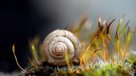 HD PC desktop wallpaper/background showing a close-up of a small snail shell on moss with delicate golden filaments and soft bokeh — animal, snail.