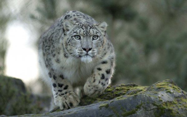 Animal Snow Leopard Cats HD Wallpaper | Background Image