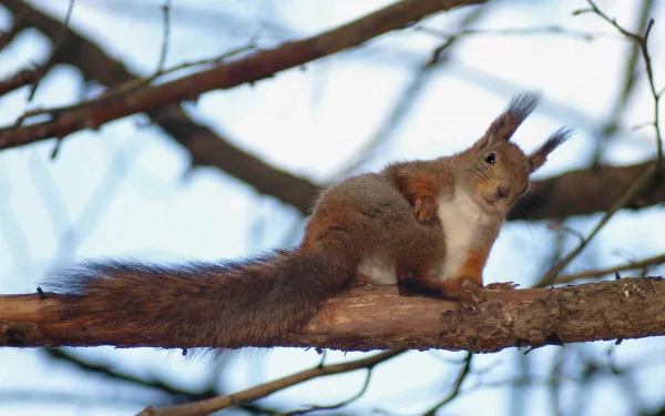 Animal (squirrel) perched on a tree branch with a bushy tail against a pale blue sky, 2K Quad HD PC desktop wallpaper and background.