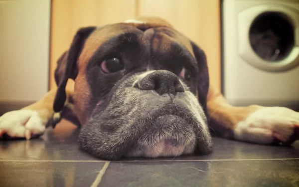 HD desktop wallpaper of a brown and black boxer dog lying on a tiled floor with a washing machine in the background.