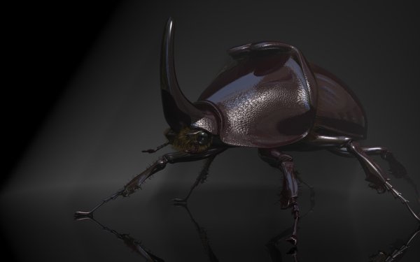 Animal Rhinoceros Beetle Beetle Bug Insect 3D HD Wallpaper | Background Image