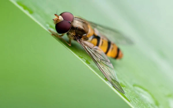 Animal hoverfly HD Desktop Wallpaper | Background Image