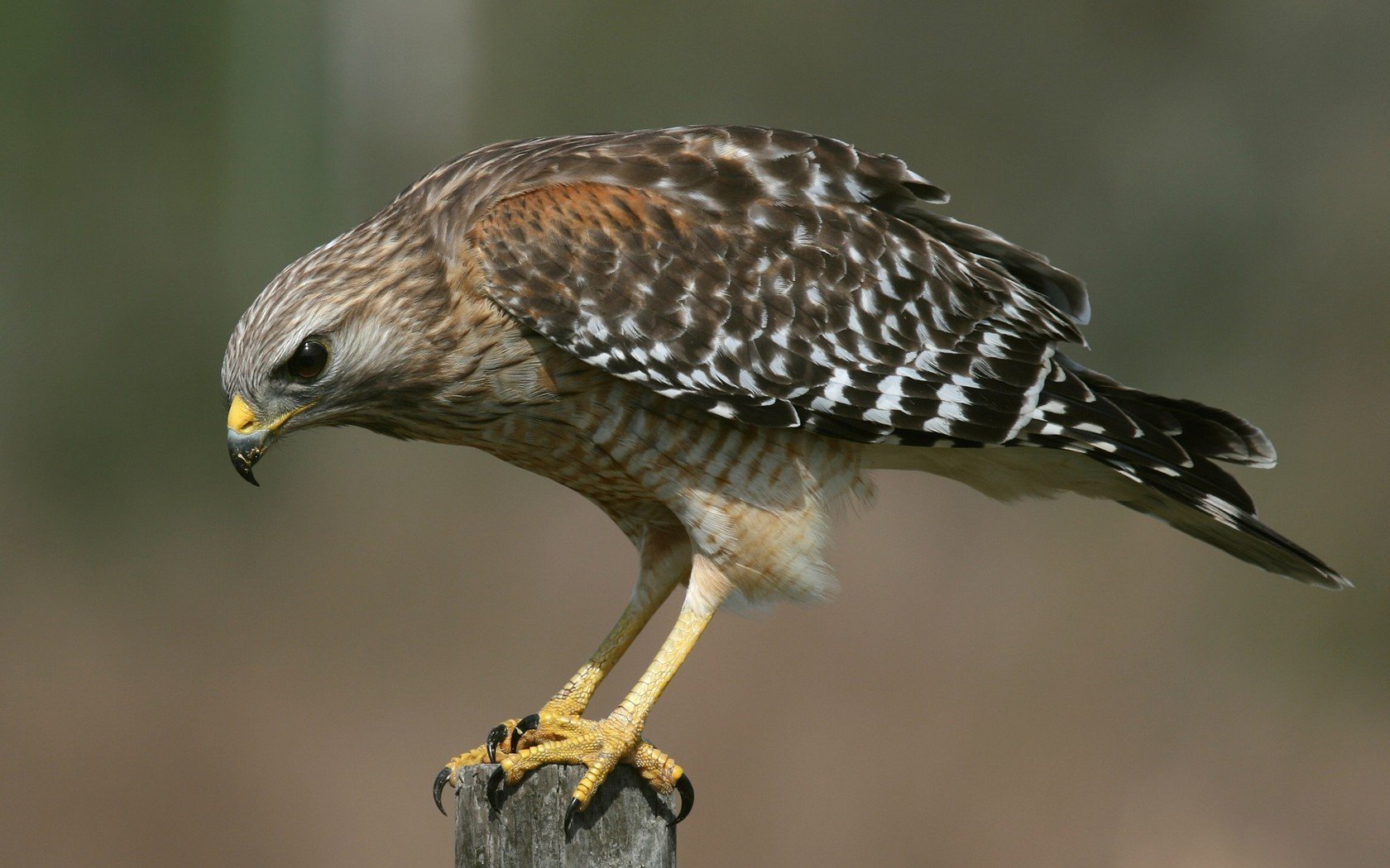 Download Animal Hawk Wallpaper
