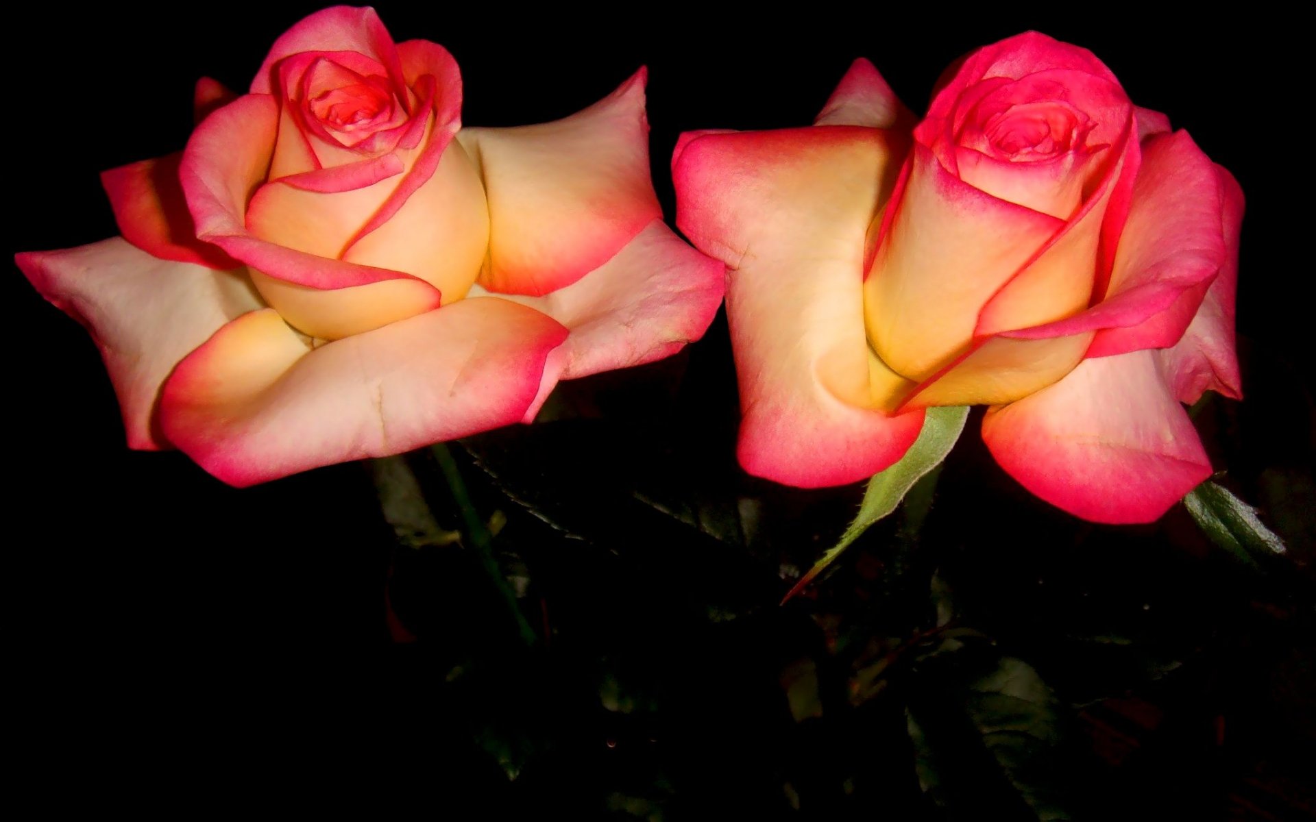 HD PC desktop wallpaper: close-up of two pink-edged yellow roses on a black background, nature rose scene
